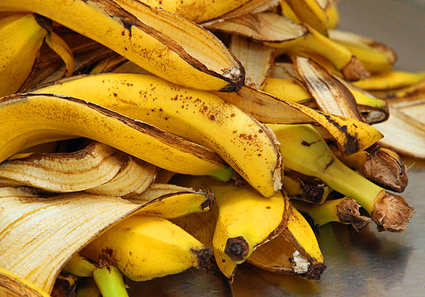 yellow banana peels just Peel to store organic waste stock photo