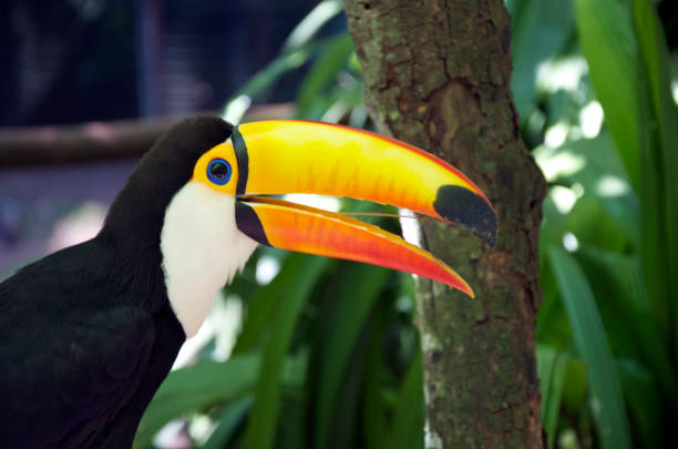 Toucans are always fun to watch, and they're one of the birds that attract the most attention at any place.