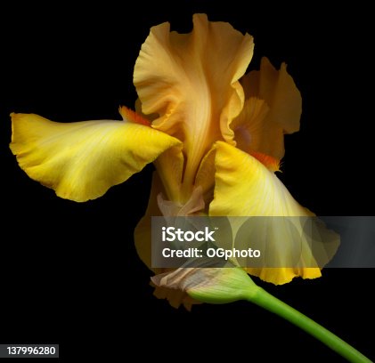 istock A yellow bearded iris flower on a black background  137996280