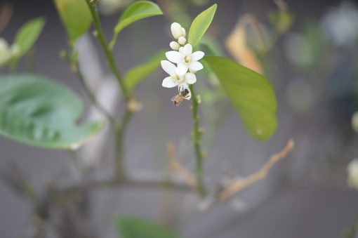 Yellow bee pollinating bright white orange blossoms with blurred green foliage for copyspace