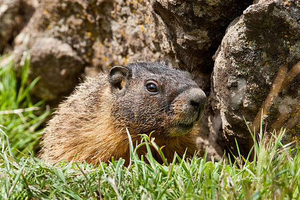 Yellow Bellied Marmot Hiding in a Burrow The Yellow-Bellied Marmot (Marmota flaviventris) dominates the "desert" of central and eastern Washington. Marmots are mainly herbivorous. Their diet consists of grasses, berries, lichens, mosses, roots, and flowers. This marmot was found in Cowiche Canyon near Yakima, Washington State, USA. jeff goulden washington state desert stock pictures, royalty-free photos & images