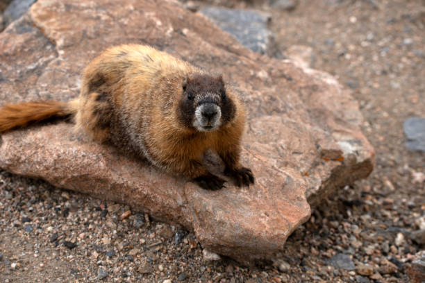 Yellow bellied marmot or golden marmot on rock live in the high country of Rocky Mountains of Colorado stock photo
