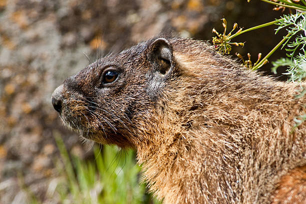 Yellow Bellied Marmot The Yellow-Bellied Marmot (Marmota flaviventris) dominates the "desert" of central and eastern Washington. Marmots are mainly herbivorous. Their diet consists of grasses, berries, lichens, mosses, roots, and flowers. This marmot was found in Cowiche Canyon near Yakima, Washington State, USA. jeff goulden marmot stock pictures, royalty-free photos & images