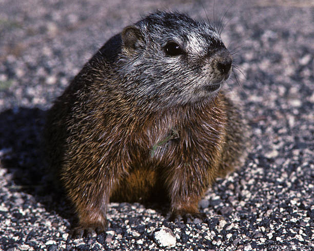 Yellow Bellied Marmot The Yellow-Bellied Marmot (Marmota flaviventris) has adapted to living under the boardwalk near the Old Faithful Lodge in Yellowstone National Park, Wyoming, USA. jeff goulden marmot stock pictures, royalty-free photos & images
