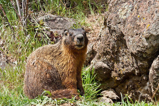 Yellow Bellied Marmot Sitting by a Burrow The Yellow-Bellied Marmot (Marmota flaviventris) dominates the "desert" of central and eastern Washington. Marmots are mainly herbivorous. Their diet consists of grasses, berries, lichens, mosses, roots, and flowers. This marmot was found in Cowiche Canyon near Yakima, Washington State, USA. jeff goulden marmot stock pictures, royalty-free photos & images