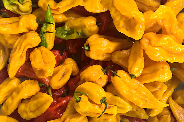 Yellow Bhut Jolokia Pepper stock photo