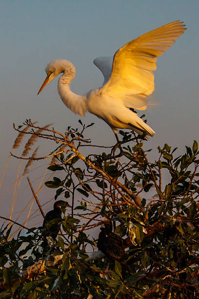 Yellow billed egret with extended wings at sunset stock photo