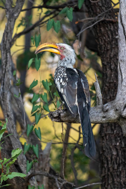 Yellow Billed Hornbill Sitting in a Tree stock photo