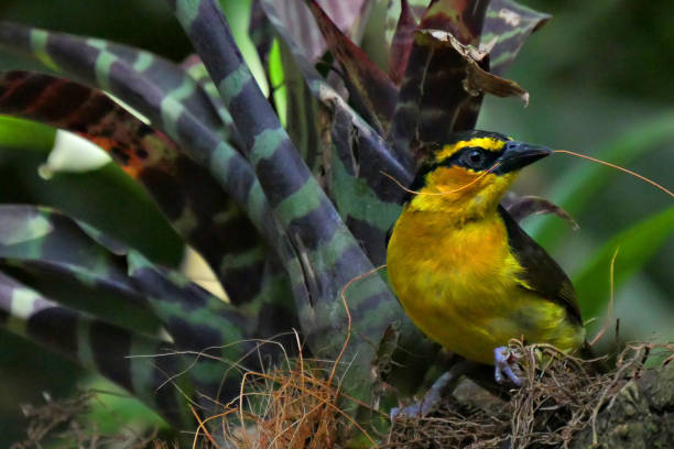 Yellow Bird in Rainforrest stock photo