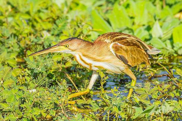 Yellow Bittern(Ixobrychus sinensis) Yellow Bittern(Ixobrychus sinensis) stand and wait for prey bittern bird stock pictures, royalty-free photos & images