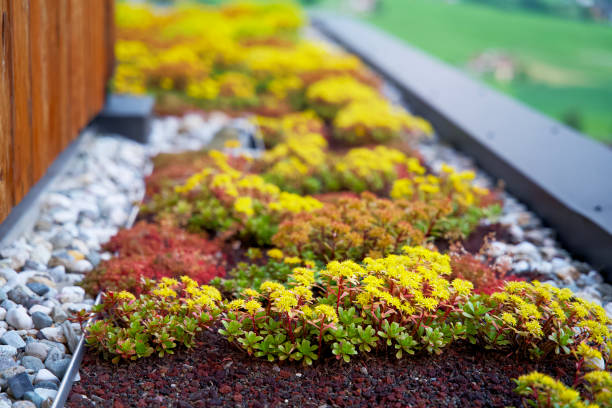 yellow blooming sedum roof garden on a hotel roof in the mountains Sankt Jakob im Ahrntal South Tyrol Hotel Stoana rooftop roof garden stock pictures, royalty-free photos & images