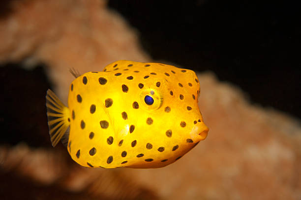 Yellow boxfish juvenile stock photo