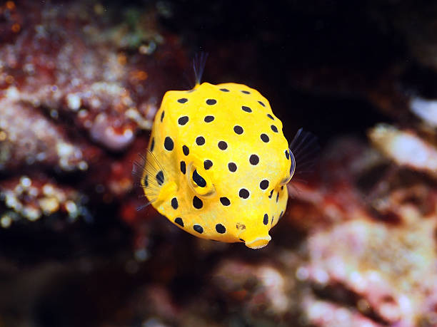 Yellow Boxfish stock photo