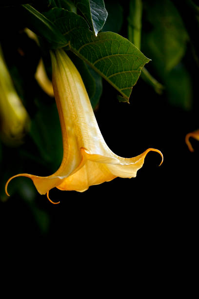 yellow brugmansia flower stock photo