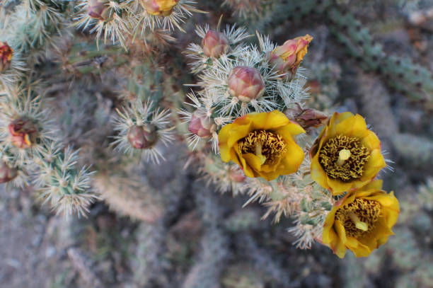 yellow cactus flowers blooming stock photo