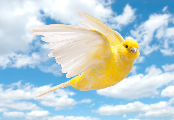 yellow canary flying in cloudy sky - kanarie stockfoto's en -beelden