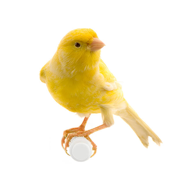 a yellow canary isolated on a perch - kanarie stockfoto's en -beelden