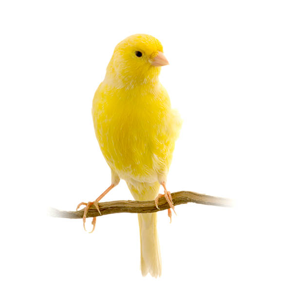 yellow canary on its perch - kanarie stockfoto's en -beelden