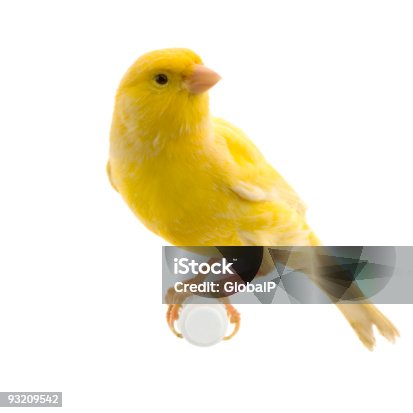 istock Yellow canary on its perch 93209542