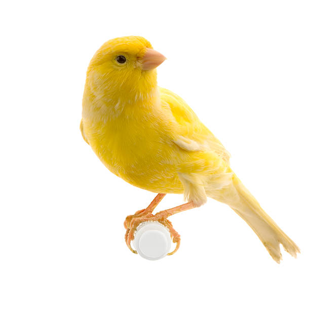 yellow canary on its perch - kanarie stockfoto's en -beelden