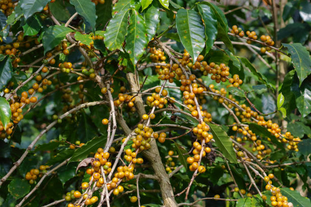 Yellow coffee fruit tree stock photo