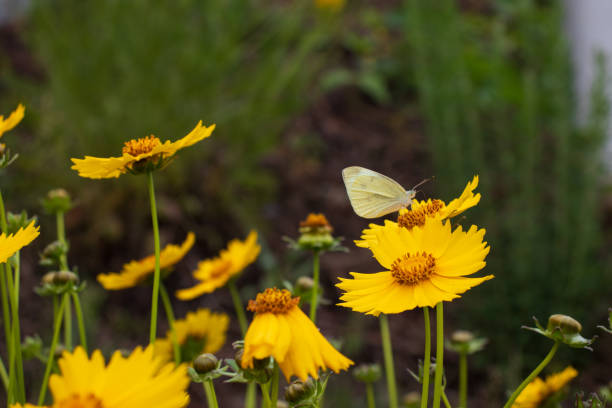 Yellow Coreopsis lanceolata flowers and cabbage white butterfly. stock photo
