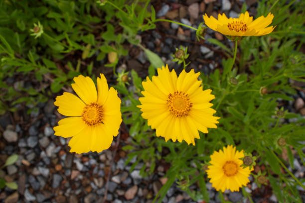 Yellow Coreopsis lanceolata flowers. stock photo
