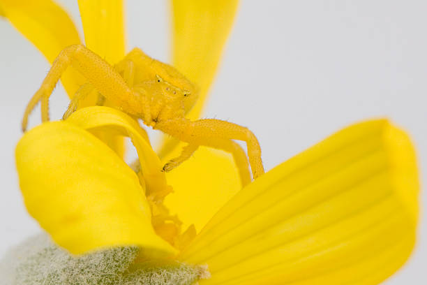 Yellow crab spider on daisy stock photo