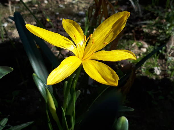 yellow crocus flower stock photo