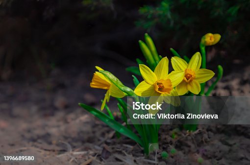 istock Yellow Daffodil called Dutch Master. Trumpet Narcissus bush with copy space. 1396689580