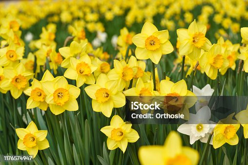 istock Yellow daffodil flowers 1176574947