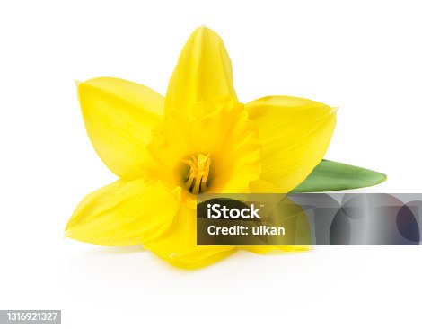 istock yellow daffodil isolated on a white background 1316921327