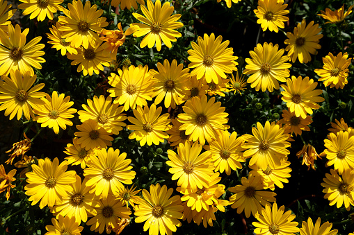 Yellow Daisy Stock Photo - Download Image Now - iStock