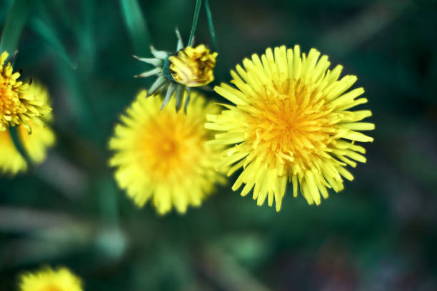 Yellow dandelion flower close-up stock photo