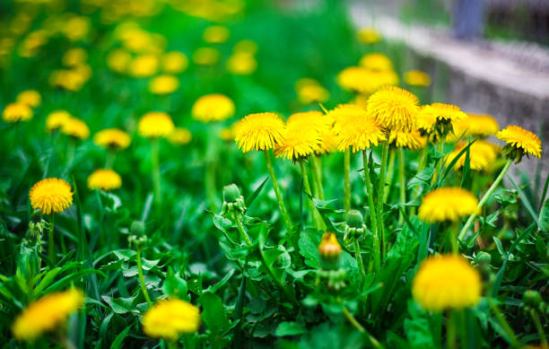 yellow dandelion flower stock photo