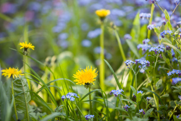 Yellow dandelion flowers blooming on summer meadow in green sunny garden stock photo