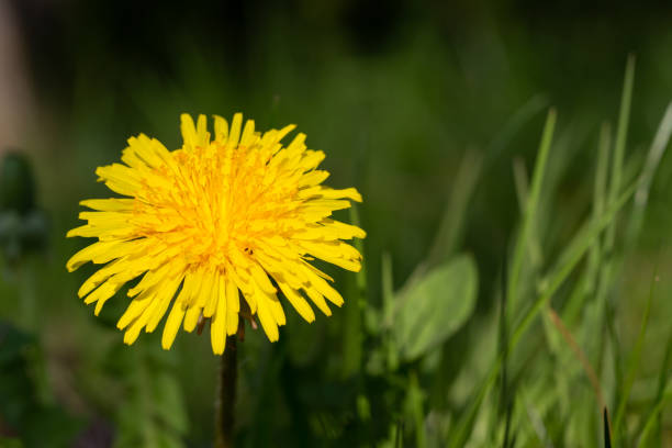 Yellow dandelion in green grass in the meadow One Yellow dandelion in green grass in the meadow taraxacum officinale plant stock pictures, royalty-free photos & images