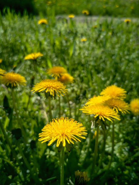 Yellow dandelions among the green grass in early spring stock photo