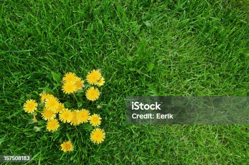 istock Yellow dandelions and green grass 157508183