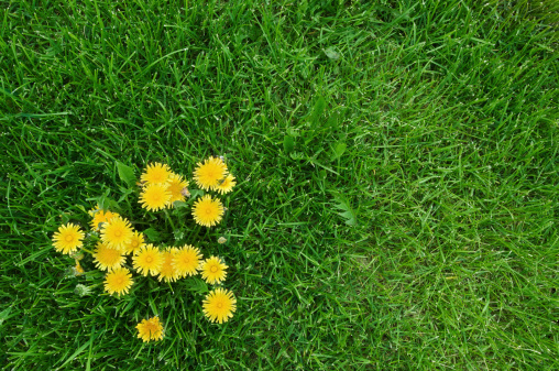 Yellow dandelions and green grass.