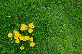 istock Yellow dandelions and green grass 157508183