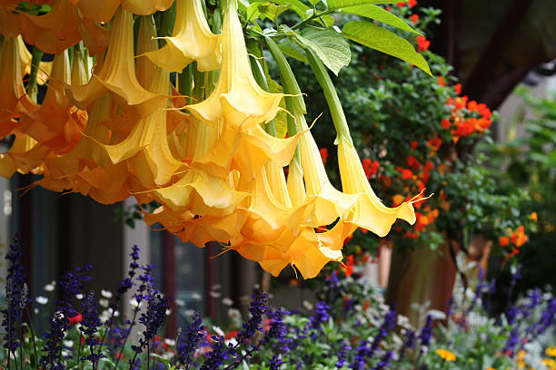 Yellow Datura Flowers "Yellow Datura Flowers. Picture taken in Vancouver, British Columbia, Canada." angel's trumpet flower stock pictures, royalty-free photos & images