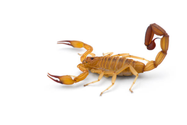 gelbe tödliche gefährliche skorpion top-ansicht isoliert auf weißem hintergrund - skorpion stock-fotos und bilder