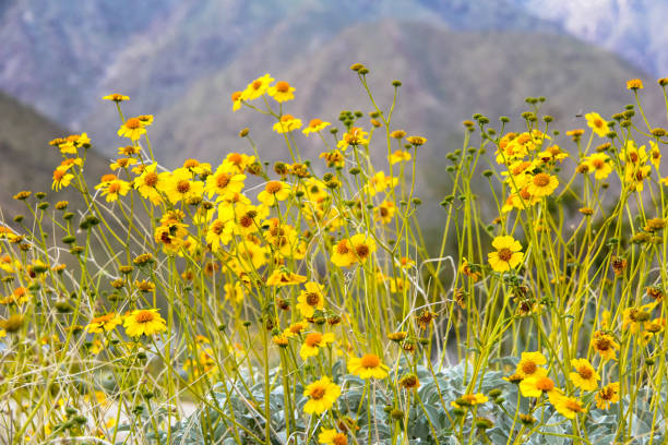 Yellow desert wildflowers in California stock photo