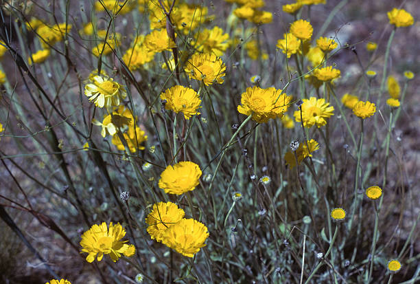yellow desert wildflowers Wildflowers found in the Arizona desert. Extreme depth of field so background is separated from foreground. hearkencreative stock pictures, royalty-free photos & images