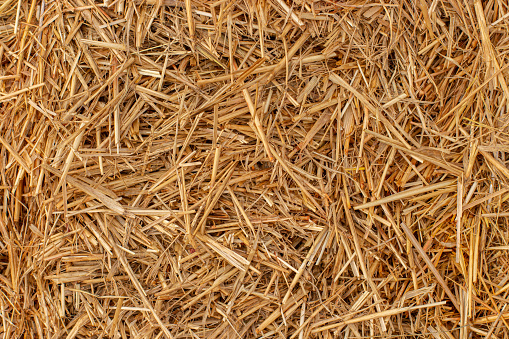 Yellow dry hay straw top view, background backdrop texture. Dry cereal plants, farm rural agricultural.