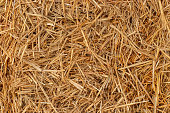 istock Yellow dry hay straw backdrop texture. Dry cereal plants, farm rural agricultural. 1182448020