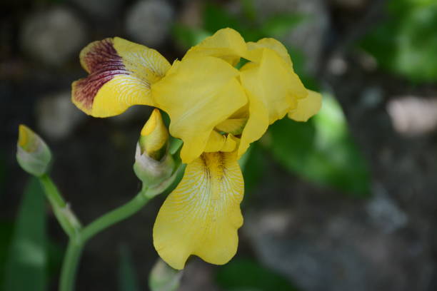 Yellow Dwarf Iris Flower stock photo