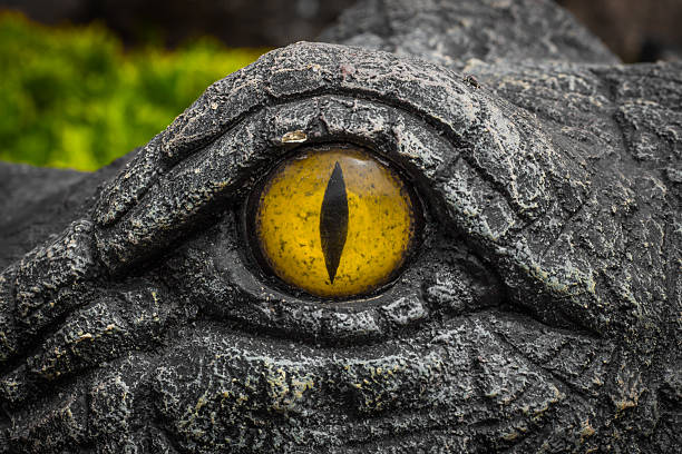 yellow eyes of crocodiles. - dierenoog stockfoto's en -beelden