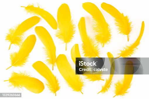 istock Yellow feathers scattered on white background 1339260666